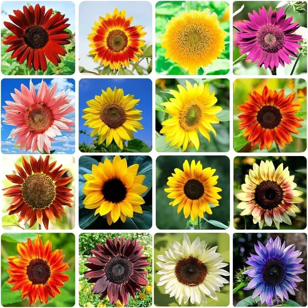 Sunflower Seeds for Planting Bulk Mix, Heirloom Non-GMO, 15 Varieties, Helianthus annuus