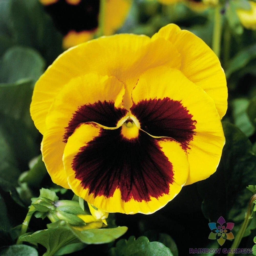 Majestic Giants Yellow Blotch Pansy Seeds - 200+ Count (Viola) - Premium Flower Seeds for Garden or Pots