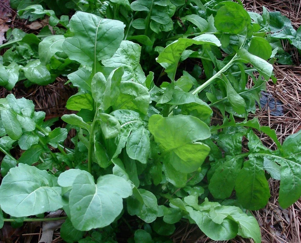 Arugula Seeds 200g Heirloom Rocket Roquette 32,000 Seeds Healthy Organic Garden Plant