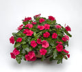 Vinca Sunsplash Cherry Seeds 500 Pack - Catharanthus roseus