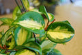 Hoya Carnosa Variegata Wax Plant - 4" Pot - Cream & Green Variegated Leaves - Hoya carnosa 'Rubra'