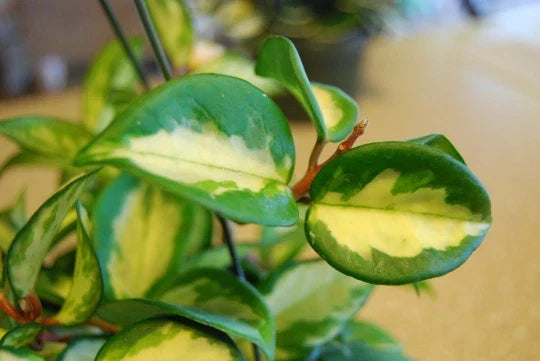 Hoya Carnosa Variegata Wax Plant - 4" Pot - Cream & Green Variegated Leaves - Hoya carnosa 'Rubra'
