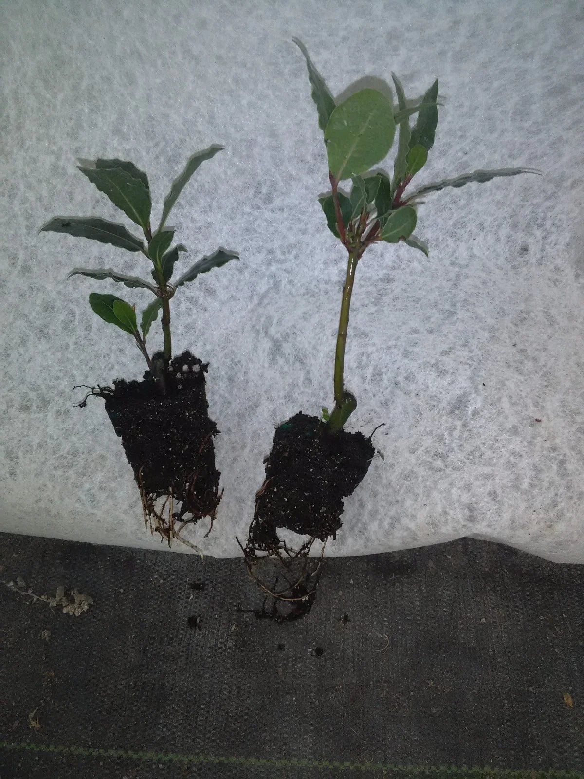 Bay Leaf Tree Live Plant Laurus nobilis Bay Laurel