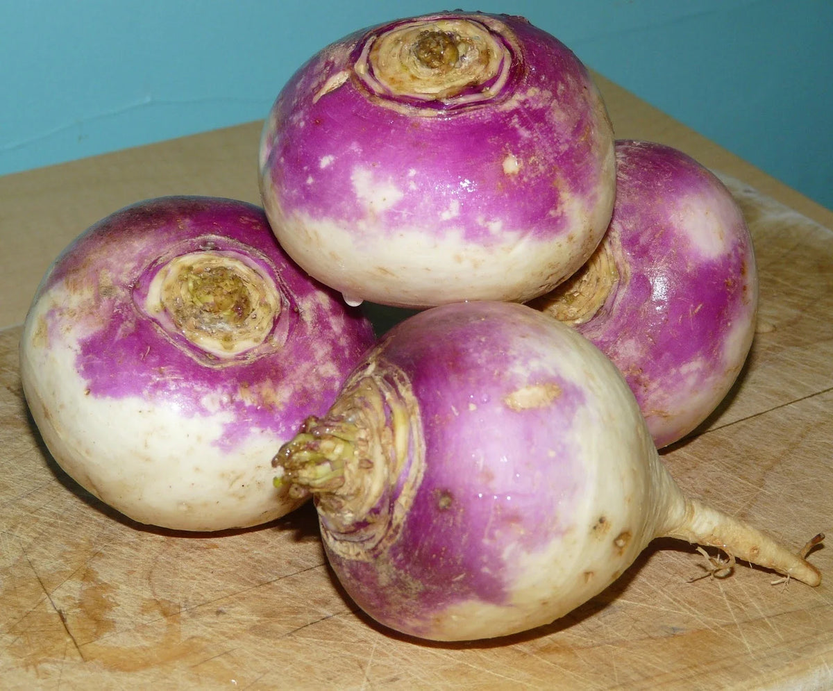 Rutabaga Seeds Bulk 500 Count - Perfect for Soups, Stews & Potato Substitute - Brassica napus