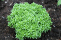 Spicy Globe Basil Seeds - 100 Count Packet - Attractive Globe Shape - Culinary Herb (Ocimum basilicum)