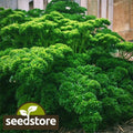 Triple Curled Parsley Seeds | Heirloom Non-GMO Herb Seeds | Petroselinum crispum | Free Shipping