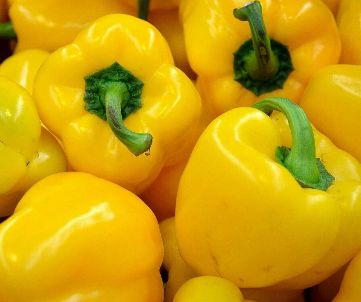 Yellow Bell Pepper Seeds 30+ "Canary" Non-GMO Variety Capsicum annuum