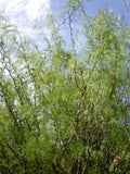 Chilean Mesquite Seeds, 5 Count, Prosopis chilensis, Drought-Tolerant Tree, Ideal for Landscaping and Erosion Control