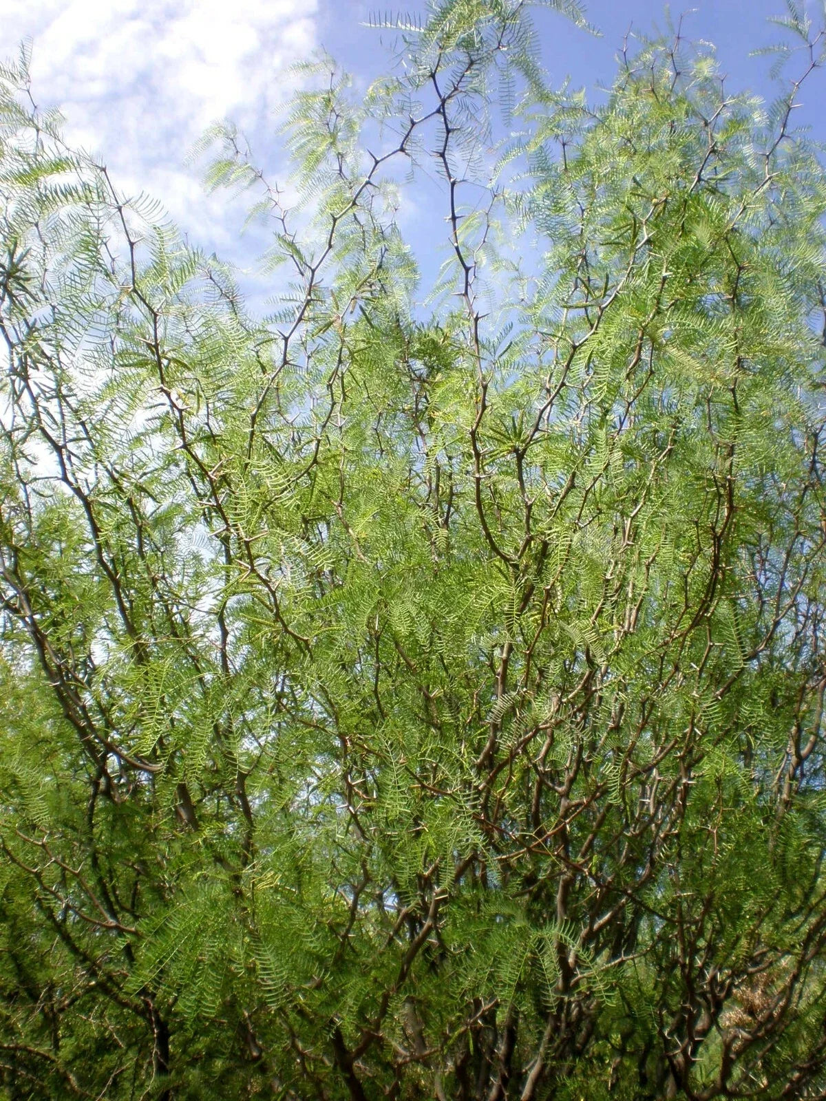 Chilean Mesquite Seeds, 5 Count, Prosopis chilensis, Drought-Tolerant Tree, Ideal for Landscaping and Erosion Control
