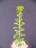 Rare Cacti Plant - 4" Pereskia portulacifolia - Natural Bonsai Caudex Cactus Aloe