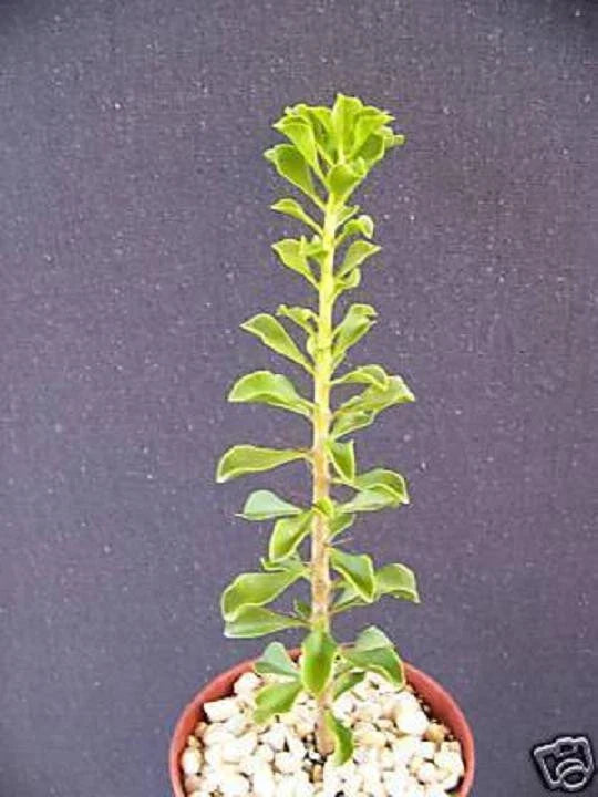 Rare Cacti Plant - 4" Pereskia portulacifolia - Natural Bonsai Caudex Cactus Aloe