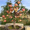 Dwarf Bonsai Apple Tree Seeds - 20 Pack - Exotic Indoor Fruit - Malus domestica