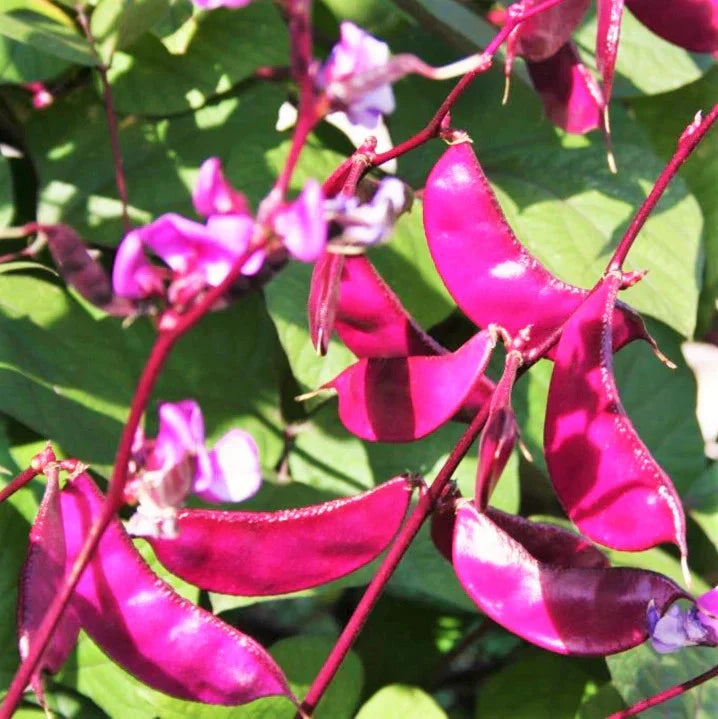 Purple Moon Hyacinth Bean Seeds - Pole Variety for 2025 Planting, Lablab Purpureus