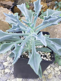 Spear Head Plant - 4" Potted - Senecio Kleiniiformis - Succulent Houseplant - Unique Green Foliage