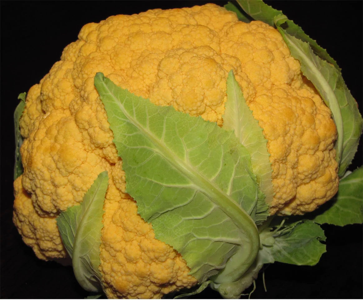 Cheddar Cauliflower Seeds - 40+ Fresh Seeds - Brassica oleracea var. botrytis - Heirloom Vegetable Garden Seeds