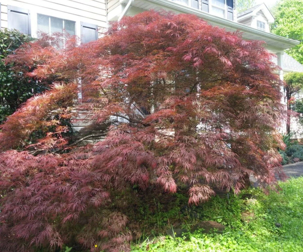Thin Unrooted Cuttings of Weeping Japanese Maple 'Garnet' for Rooting and Grafting - Acer palmatum 'Garnet'