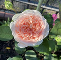 Rose Cuttings 3 Unrooted Stems Parfuma Bliss Rosa Grafting Rooting