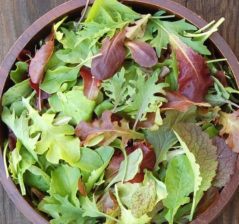 Gourmet Mesclun Mix Seeds 1oz Organic Lettuce Greens Blend for Garden Container - Ideal for Home Gardening