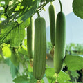Luffa Gourd Seeds - 30pcs Non-GMO Chubby Pier Loofah Seeds - Ideal for Gardening (Luffa cylindrica)