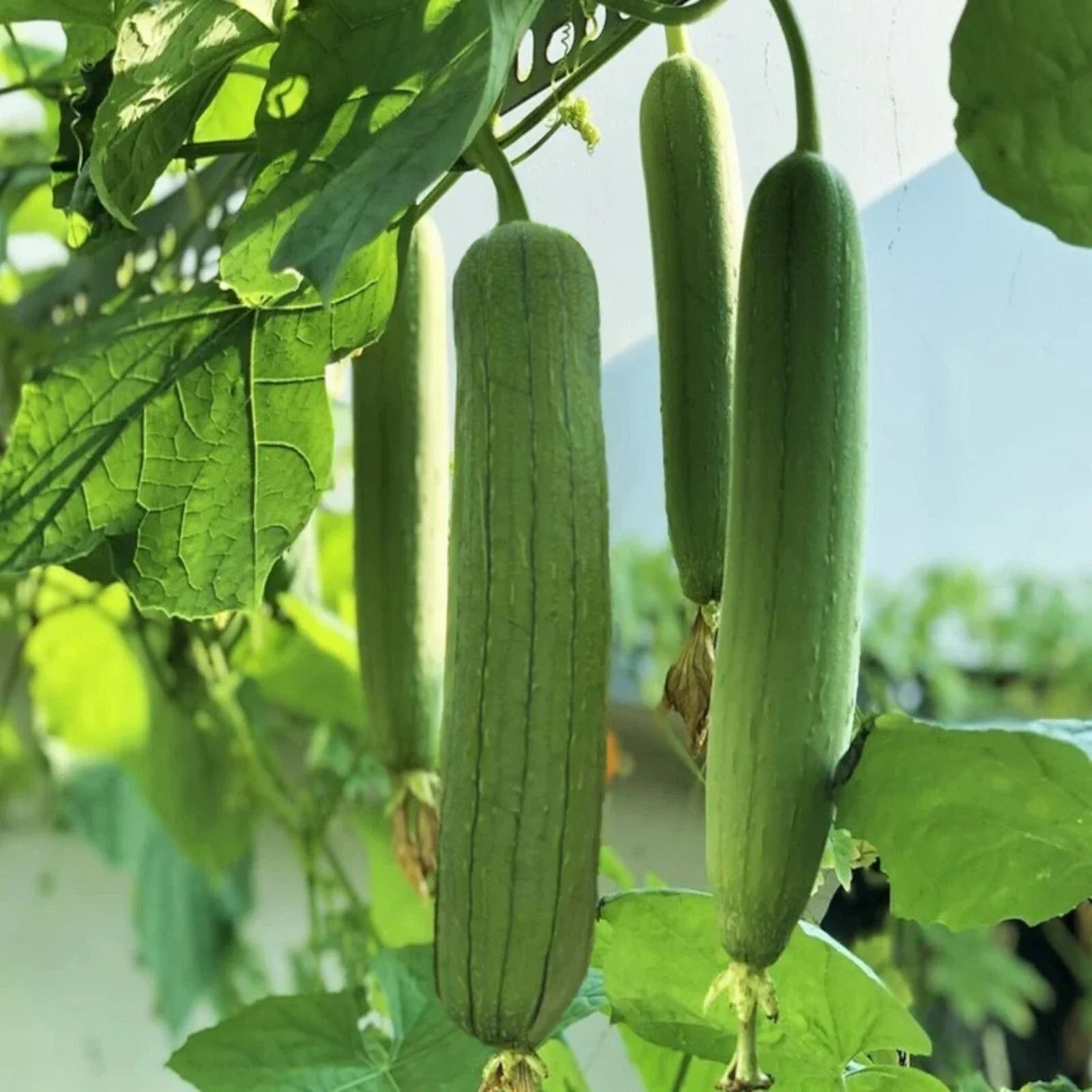 Luffa Gourd Seeds - 30pcs Non-GMO Chubby Pier Loofah Seeds - Ideal for Gardening (Luffa cylindrica)