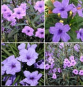 Purple Mexican Petunia Live Plants - 5 Plugs - 5-7" Tall - Ruellia Simplex
