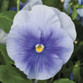 Pansy Seeds Pack - 50 Delta Premium Pure Light Blue - Violas wittrockiana