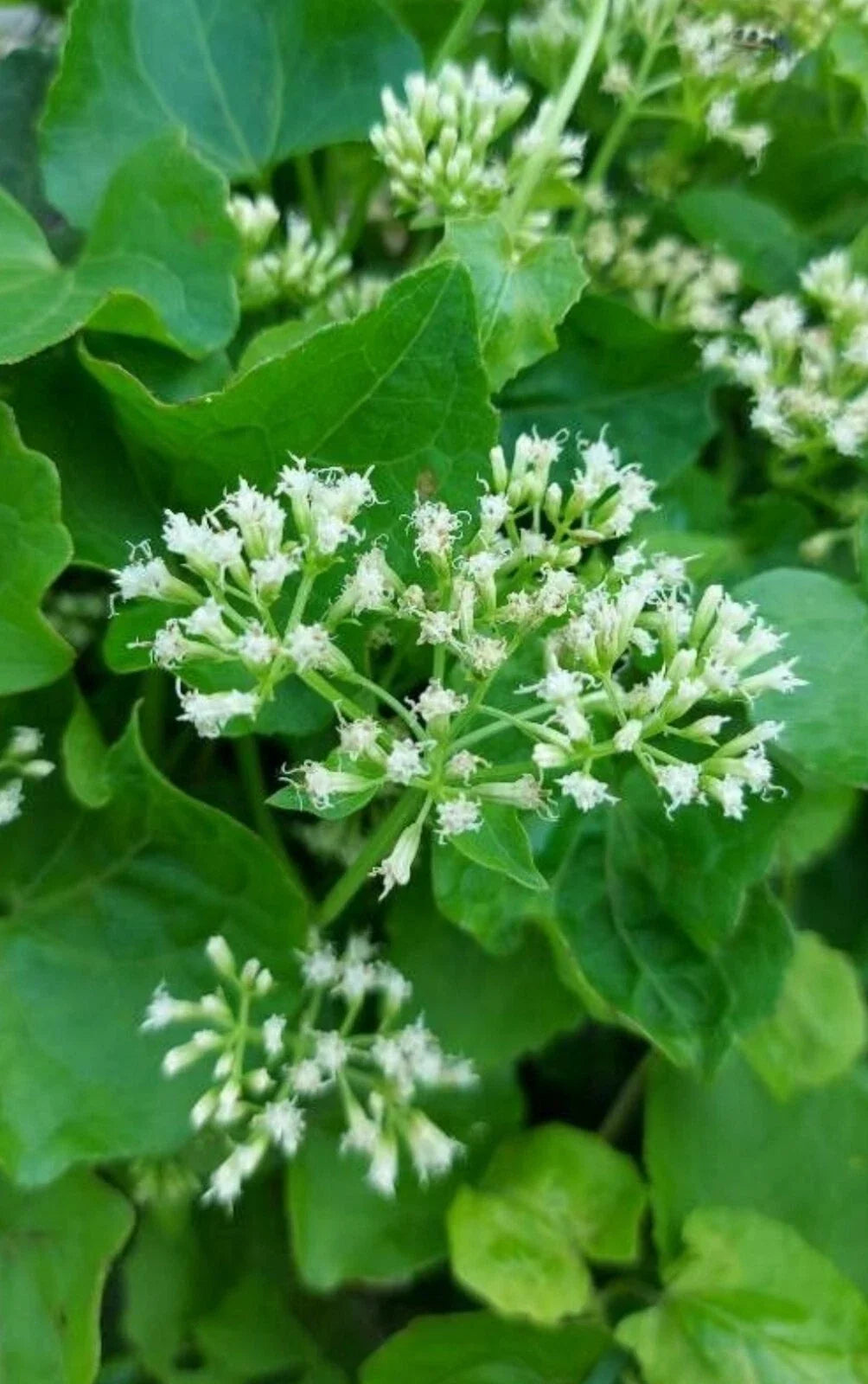 Climbing Hempvine Seeds - 100+ Pack, Mikania scandens, Aromatic Climbing Hempweed