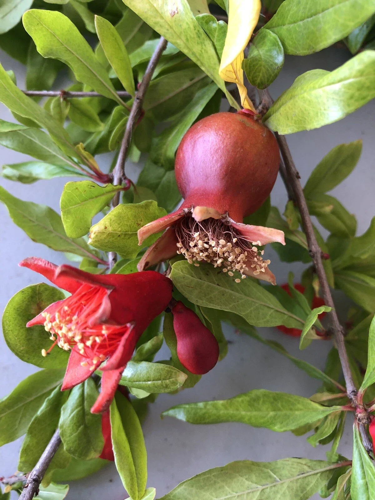 Pomegranate Cuttings - 100 Pieces - Wonderful Variety - Punica granatum - Free US Shipping