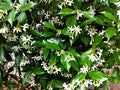 Organic Live Star Jasmine Cuttings - USA Grown, Fragrant Vines, Trachelospermum jasminoides