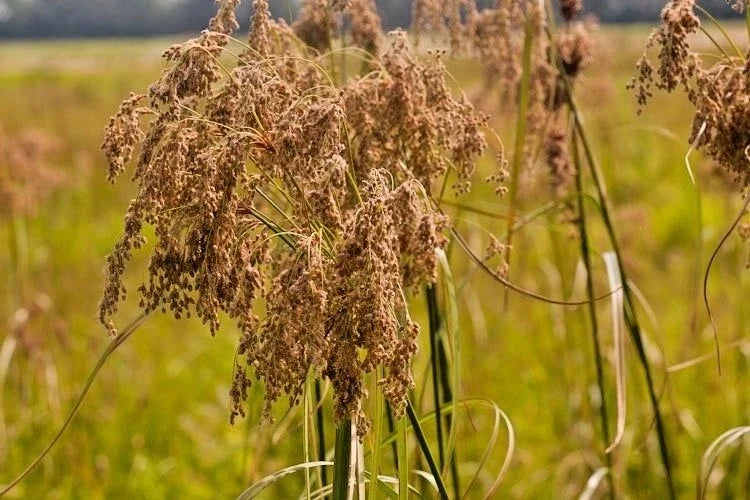 Wool Grass Seeds - 1000+ Count - Native Wildflower for Marsh Wetlands - Scirpus cyperinus