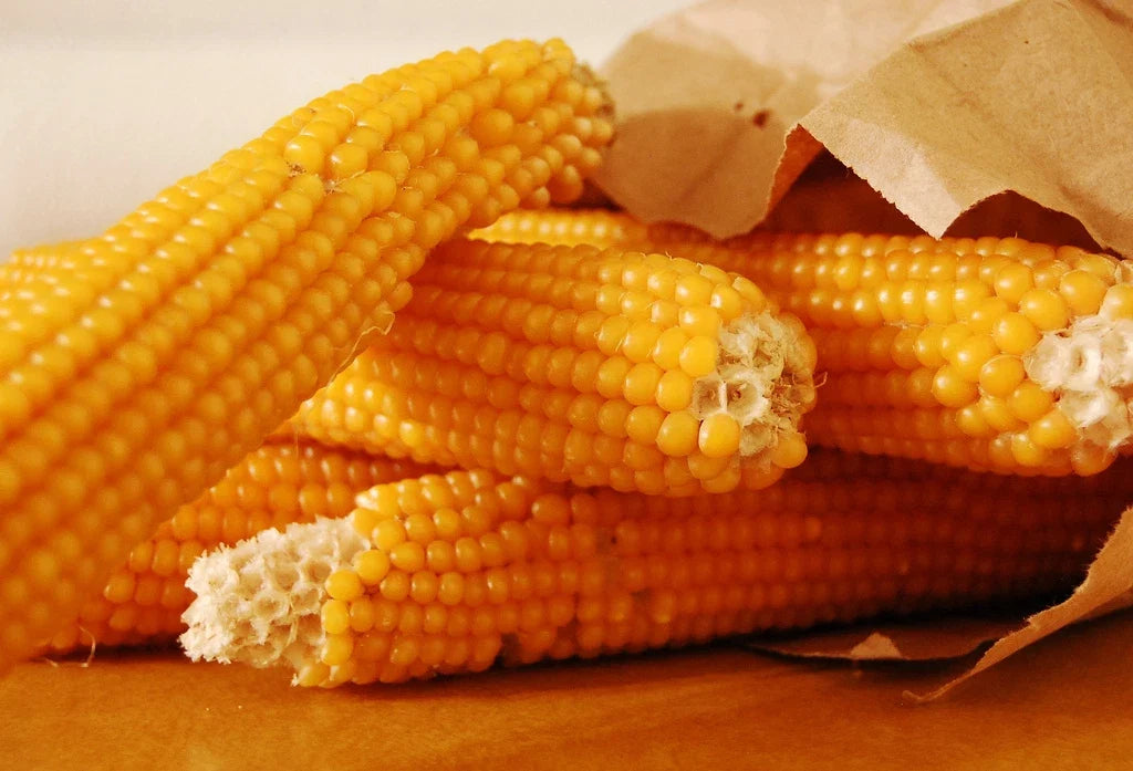 50 Seeds Popcorn Yellow Corn - Zea Mays Everta - GroCo# - Non-GMO Home Garden Planting Seeds, Fast Shipping
