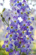Frosted Skies Delphinium Seeds - 200+ Count - Garden Planting - Delphinium elatum - USA