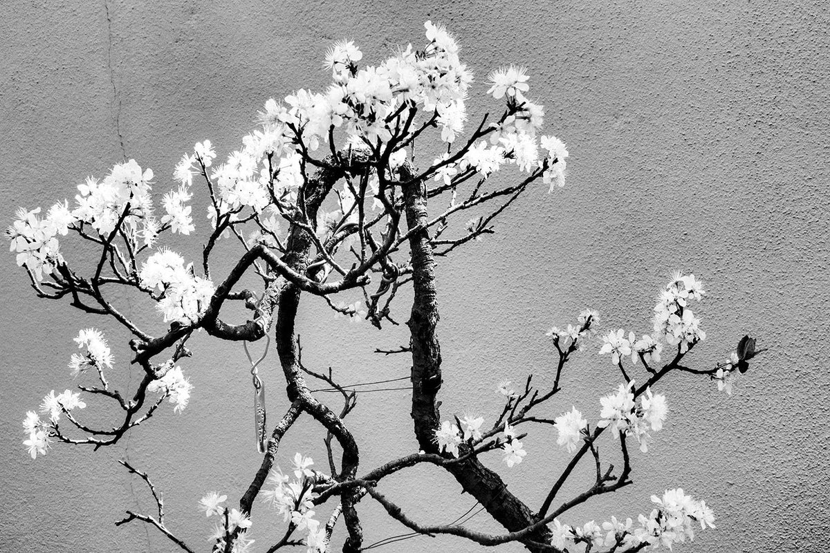 Cherry Tree Bonsai Seeds - 20 Count - Ornamental Cherry (Prunus serrulata) - Ideal for Gardening and Bonsai Cultivation