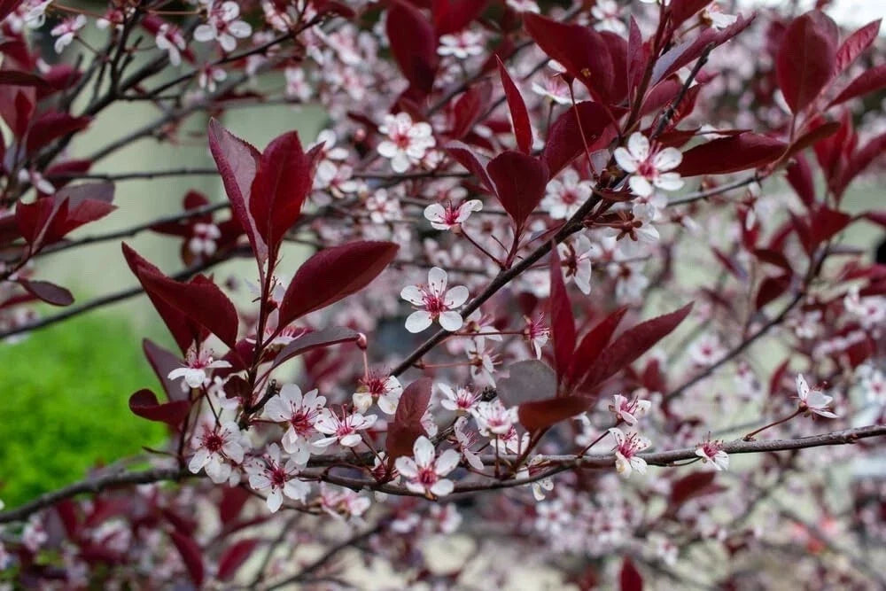 Sand Cherry Bush Seedlings - 2 Pack - Prunus besseyi - Hardy Shrubs for Landscaping and Garden Planting