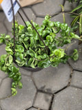 Hoya Hindu Rope Plant Cutting - Wax Plant, Hoya carnosa 'Compacta' - Easy Care Houseplant for Indoor Gardening