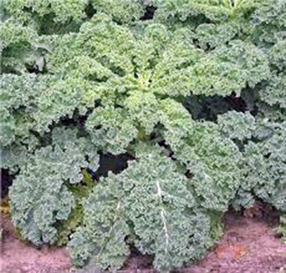 Kale Seeds - Dwarf Siberian Heirloom, Non-GMO, 100+ Seeds, Healthy Greens, Best for Home Gardens