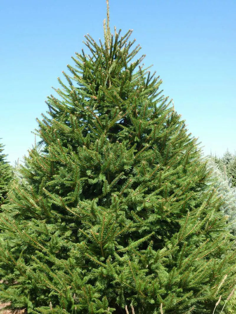Norway Spruce Tree Live Plant 8-16" Set of 2 Bare Root Picea abies