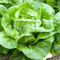 White Boston Lettuce Seeds - Heirloom Non-GMO, Free Shipping, Lactuca sativa