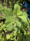 Meprobamato Boldo / Plectranthus Neochilus Fresh Cuttings for Propagation - Medicinal Herb - 4 Cuttings
