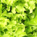 Salad Bowl Lettuce Seeds | NON-GMO Heirloom Seeds | Fresh Garden Variety | Lactuca sativa