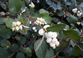 Snowberry Shrub Seeds - 50+ Non-GMO Seeds - Symphoricarpos albus - Grown and Shipped from Iowa