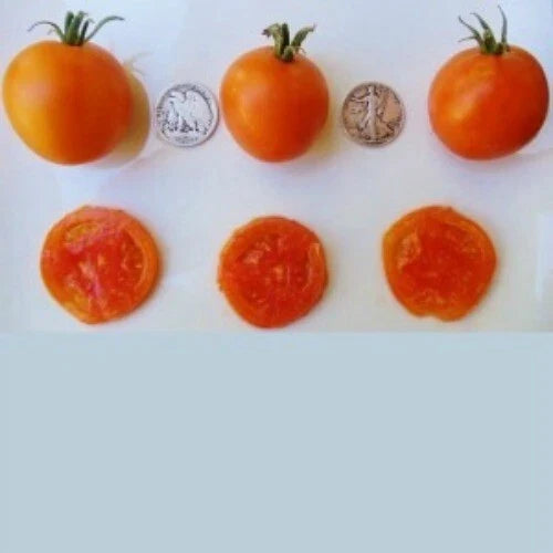 Jaune Flammee Tomato Seeds - 25 Count - Chef Favorite - 2023 Harvest - Heirloom Variety