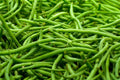 Strike Green Bean Seeds - Fresh Green Bean Seeds - Organic Gardening - Phaseolus vulgaris