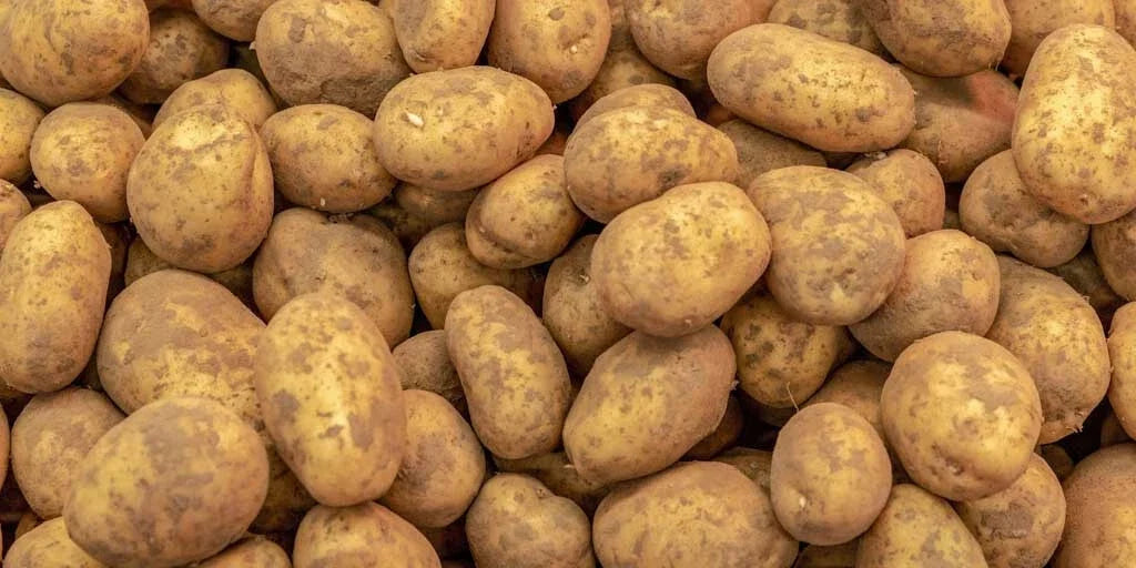 Kennebec Potato Seed Starters 3 lbs - White Skin, Shallow Eyes - Solanum tuberosum - Home Garden, Disease Resistant