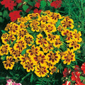 Dainty Marietta Dwarf Marigold Seeds | Heirloom Non-GMO | Vibrant Flowers | Tagetes patula