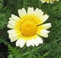 Garland Daisy Seeds - 100+ Newly Harvested - Bright Yellow Flowers - Osteospermum spp.