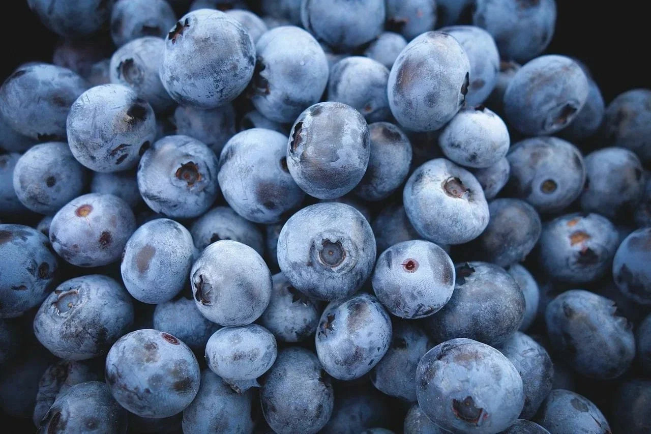 Highbush Blueberry Seeds - Non-GMO Fresh Blueberry Seeds - Vaccinium corymbosum