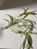 Live Bare Rooted Spider Plants - 5 Pack - Chlorophytum comosum - Air Purifying Houseplants for Home Decor
