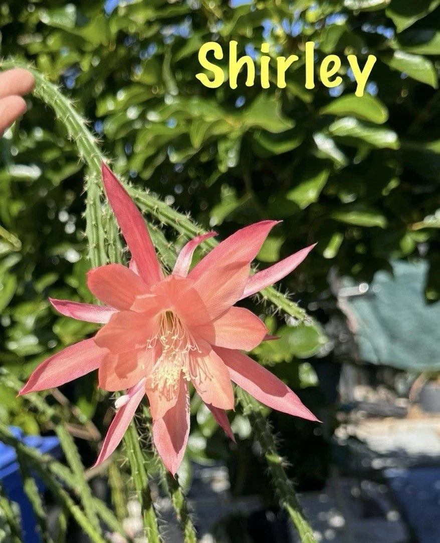 3 Shirley Aporocactus Succulents | Aporophyllum Cactus | Unique Greenhouse Plant