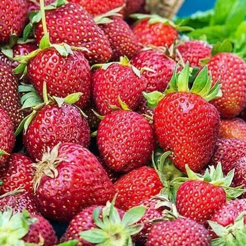 Albion Strawberry Plants - 10 Bare-Root Day Neutral Strawberry Plants - Freshly Dug, In Stock, Quick Shipping
